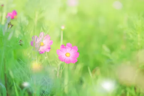 Wildflower Meadow 4K Wallpaper · nature · 3840×2563