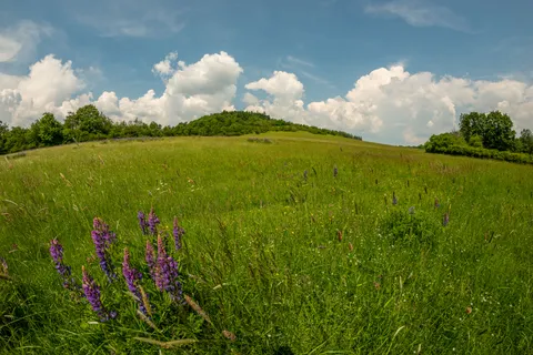 Wildflower Meadow 4K Wallpaper · nature · 3840×2563