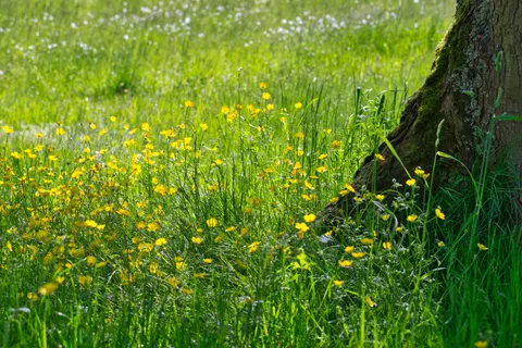 Fond d'écran Prairie de fleurs sauvages 4K · nature · 3840×2563