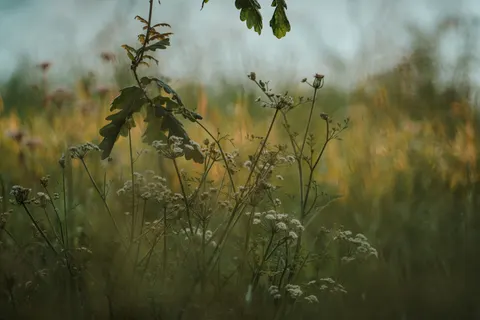 Papel de parede Natureza 4K · nature · 3840×2561