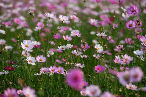 Wildflower Meadow 4K Wallpaper · nature · 3840×2555