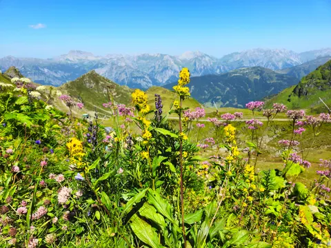 Fond d'écran Prairie de fleurs sauvages 4K · nature · 3840×2880