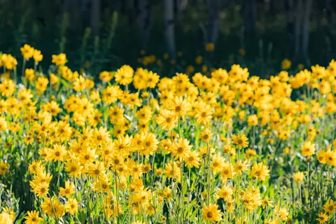 野花草甸 4K桌布 · nature · 3840×2560