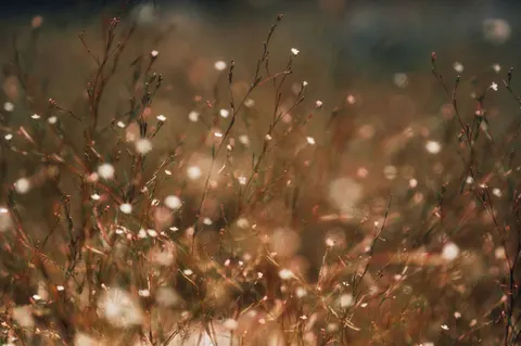 Wildflower Meadow 4K Wallpaper · nature · 3840×2555