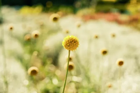 Sfondo Prato di fiori selvatici 4K · nature · 3840×2560