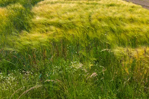 Wildflower Meadow 4K Wallpaper · nature · 3840×2560