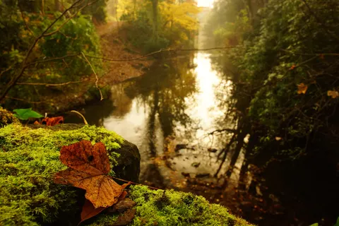 Papel de parede Riacho da floresta 4K · nature · 3840×2560