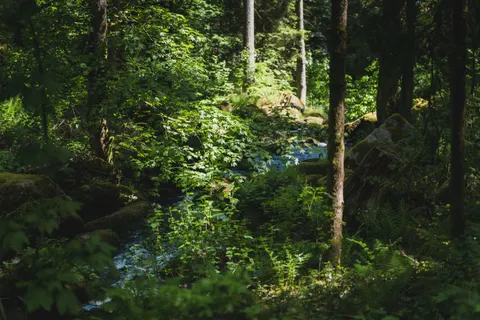 Forest Stream 4K Wallpaper · nature · 3840×2560
