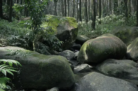 Forest Stream 4K Wallpaper · nature · 3840×2553