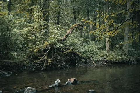 Forest Stream 4K Wallpaper · nature · 3840×2560