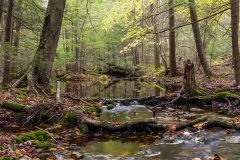 Fond d'écran Ruisseau forestier 4K · nature · 3840×2560