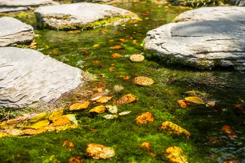 Forest Stream 4K Wallpaper · nature · 3840×2560