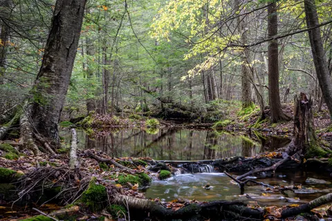 Forest Stream 4K Wallpaper · nature · 3840×2560