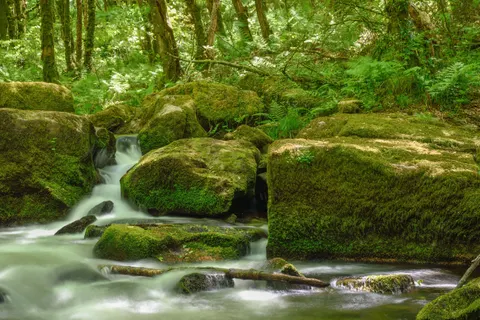 Forest Stream 4K Wallpaper · nature · 3840×2563