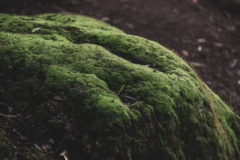 森林溪流 4K桌布 · nature · 3840×2561