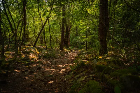 Bosbeek 4K-achtergrond · nature · 3840×2560