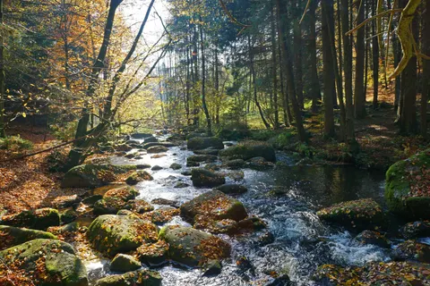 숲속 개울 4K 배경화면 · nature · 3840×2560