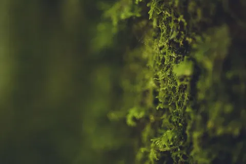 森林溪流 4K桌布 · nature · 3840×2560