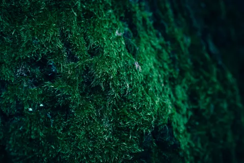 Обои Лесной ручей 4K · nature · 3840×2560