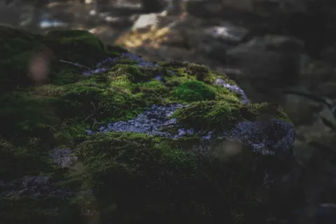 Forest Stream 4K Wallpaper · nature · 3840×2560