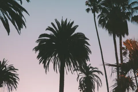 Palm Beach Sunset 4K Wallpaper · nature · 3840×2560