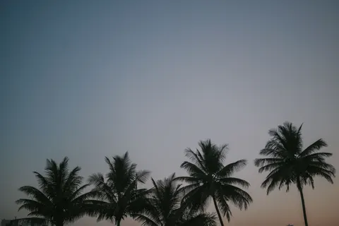 棕櫚海灘日落 4K桌布 · nature · 3840×2561