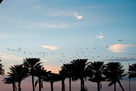 Palm Beach Sunset 4K Wallpaper · nature · 3840×2560