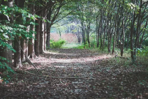 竹林 4K壁纸 · nature · 3840×2560