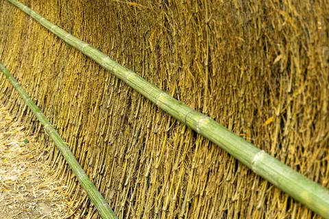 Bamboo Forest 4K Wallpaper · nature · 3840×2560