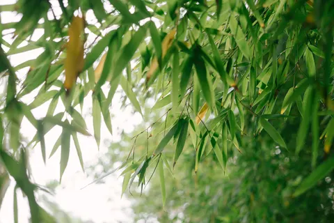 Fond d'écran Forêt de bambous 4K · nature · 3840×2561