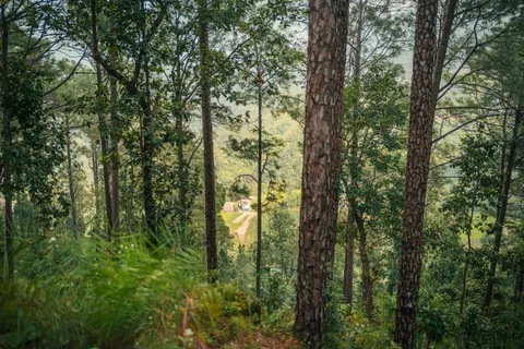 Fond d'écran Forêt de bambous 4K · nature · 3840×2560