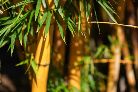 竹林 4K壁纸 · nature · 3840×2560