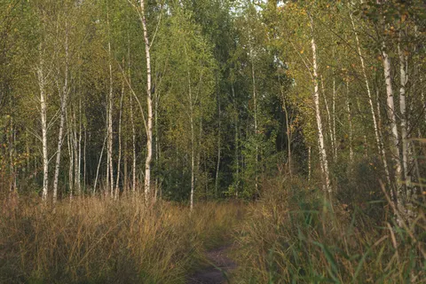 Bamboo Forest 4K Wallpaper · nature · 3840×2560