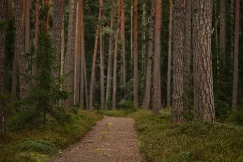 竹林 4K壁紙 · nature · 3840×2560