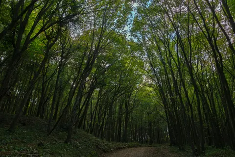 Bamboo Forest 4K Wallpaper · nature · 3840×2560