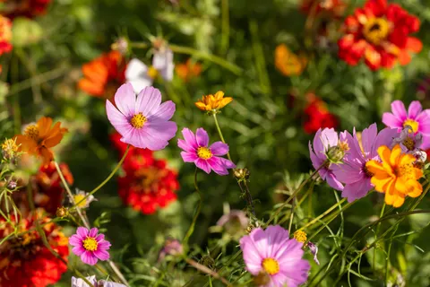 Wildflower Meadow 4K Wallpaper · nature · 3840×2560