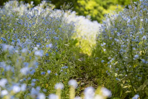 والپیپر چمنزار گل‌های وحشی با کیفیت 4K · nature · 3840×2560