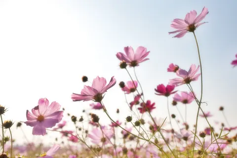 Wildflower Meadow 4K Wallpaper · nature · 3840×2560