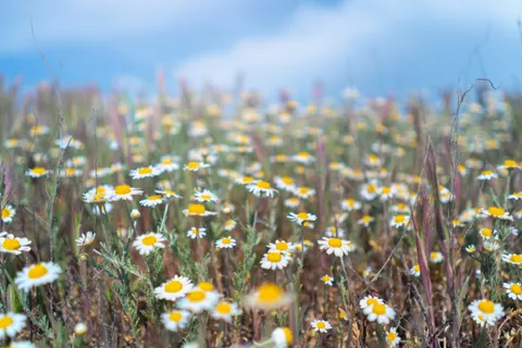 Wildflower Meadow 4K Wallpaper · nature · 3840×2560