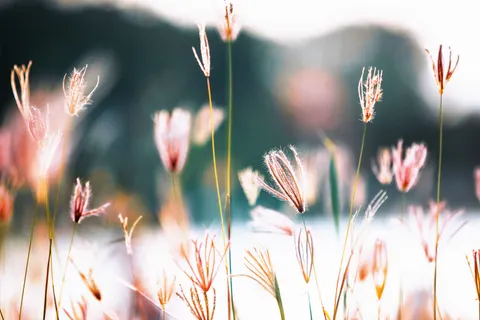Wildflower Meadow 4K Wallpaper · nature · 3840×2560