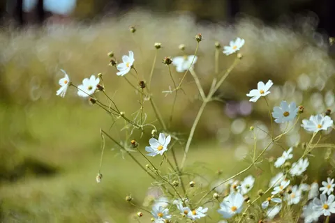 Wildflower Meadow 4K Wallpaper · nature · 3840×2560