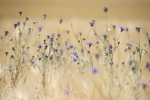 Wildblumenwiese 4K Hintergrundbild · nature · 3840×2560