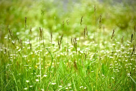Papel de parede Prado de flores silvestres 4K · nature · 3840×2560