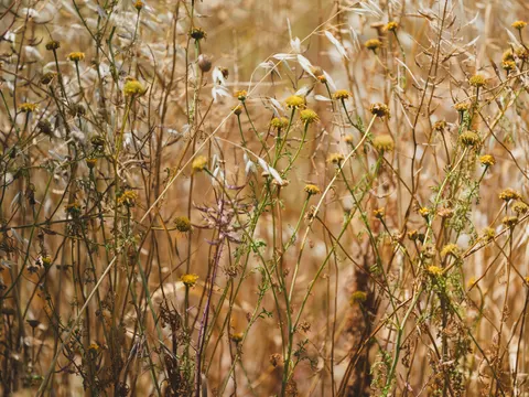 野花草甸 4K桌布 · nature · 3840×2880