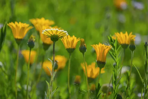 Wildflower Meadow 4K Wallpaper · nature · 3840×2560