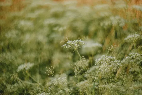 Fond d'écran Prairie de fleurs sauvages 4K · nature · 3840×2560
