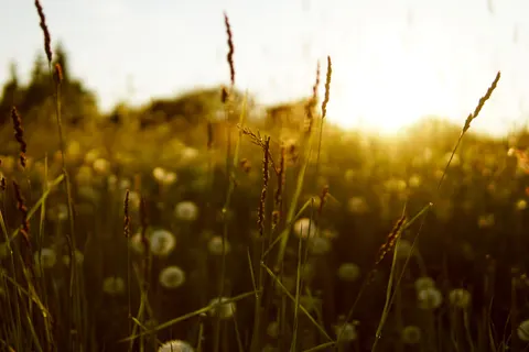 Wildflower Meadow 4K Wallpaper · nature · 3840×2560