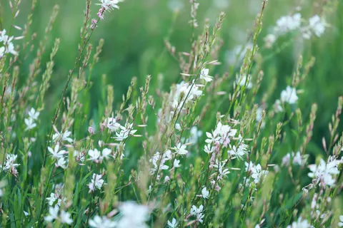 Fond d'écran Prairie de fleurs sauvages 4K · nature · 3840×2560