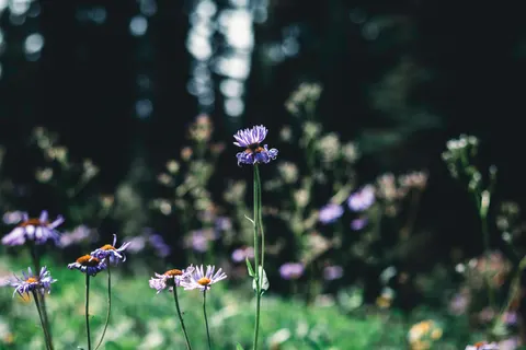 Wildflower Meadow 4K Wallpaper · nature · 3840×2560