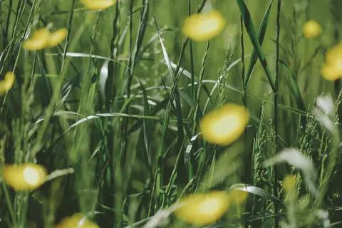 野花草甸 4K桌布 · nature · 3840×2560